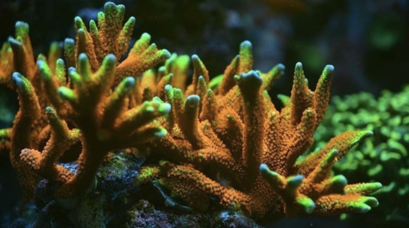 vacker korallpop med orphek led-ljus