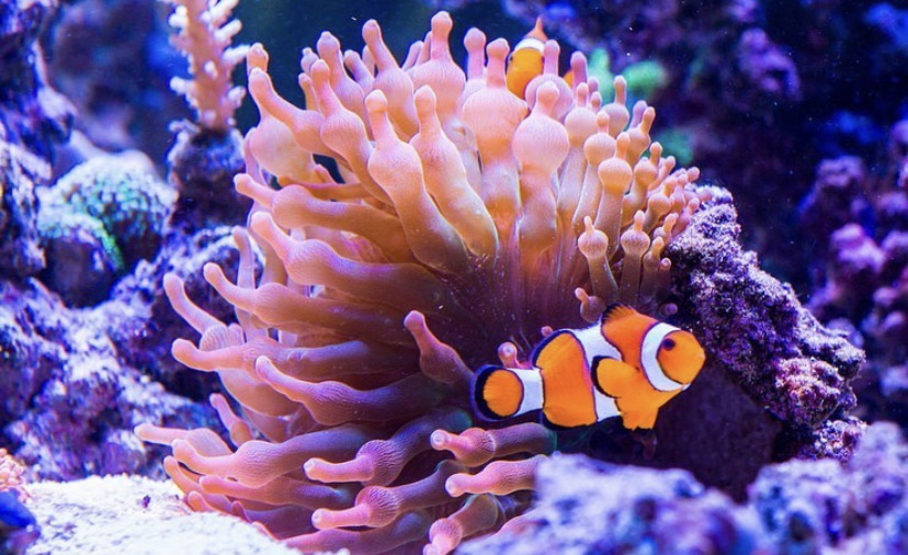 невероятный коралловый риф