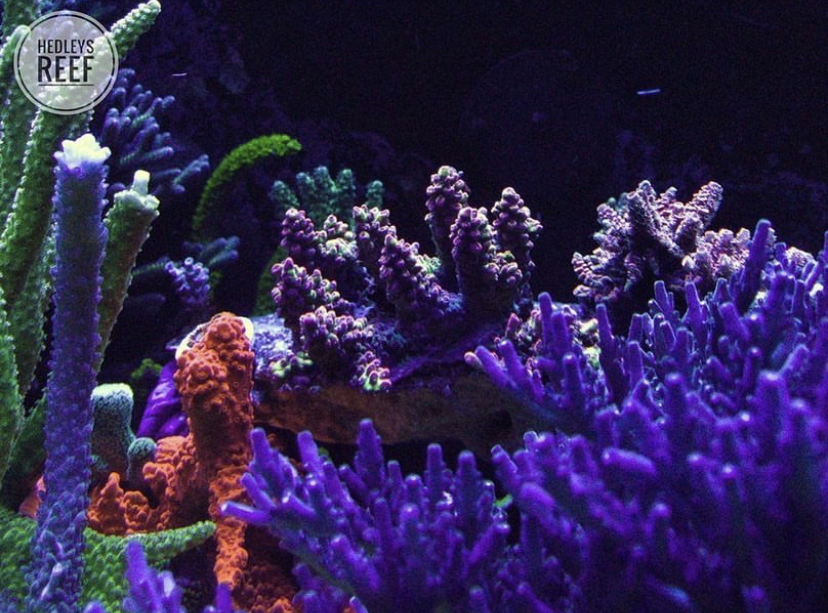 коралловый резервуар с морской водой лучшие светодиоды 2021