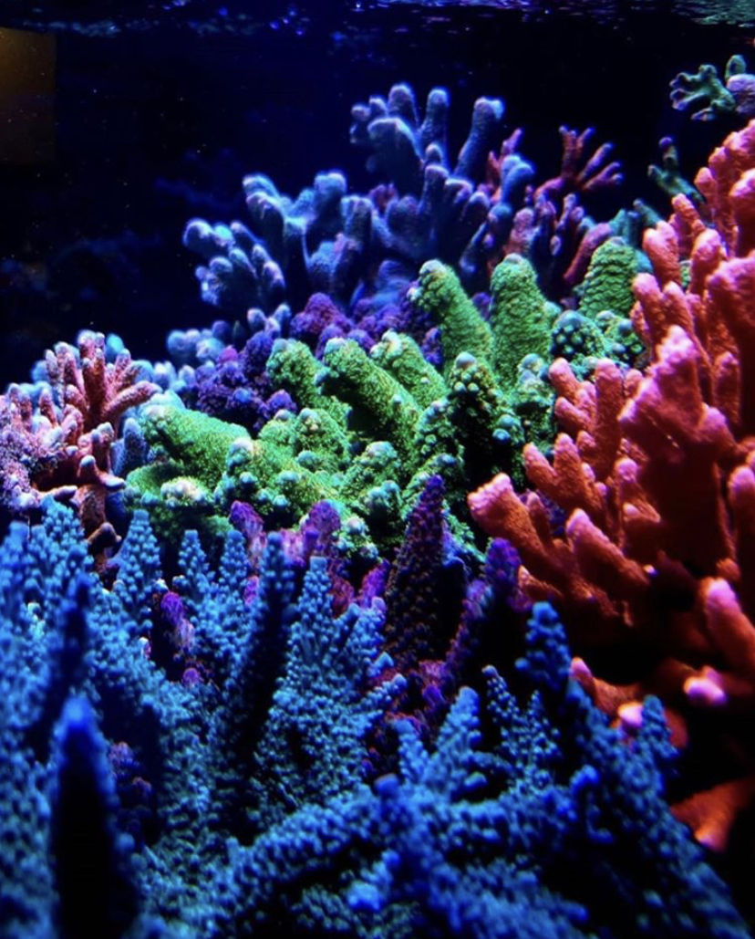 paras sps koralli pop LED