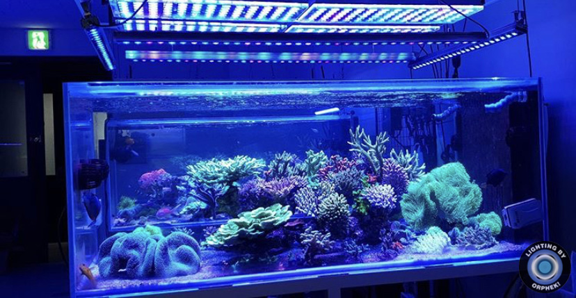 melhores luzes corais de aquário de recife