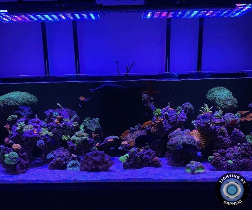 incrível iluminação colorida do tanque de corais