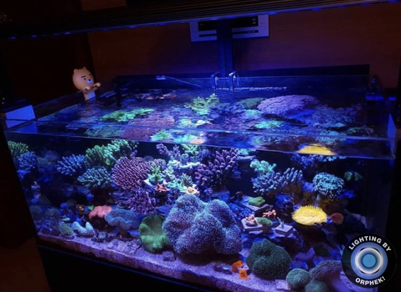 iluminação pop coral superior orphek OR3