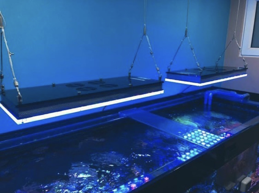 luzes led para aquário de recife de melhor qualidade orphek