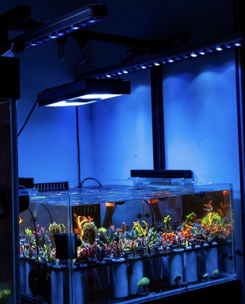 melhores cores coral led barra