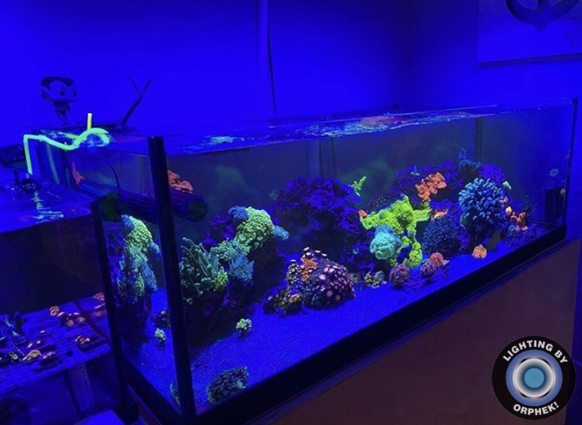 удивительный танк кораллы растут светодиодные фонари