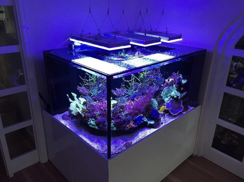 светодиоды для аквариума с коралловым рифом