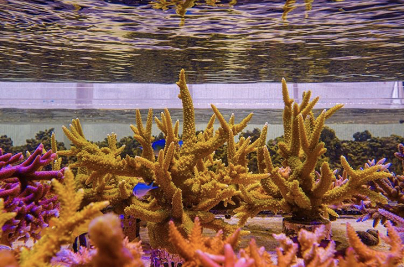 principais corais de recife melhores LEDs 2021