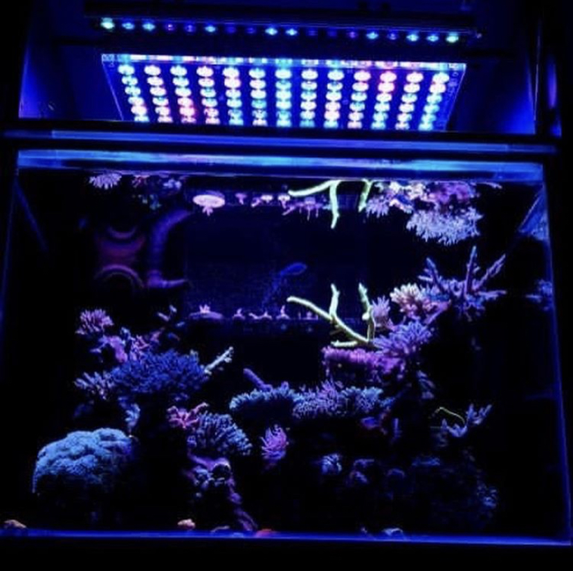 atlatnik v4 melhor luz de aquário coral