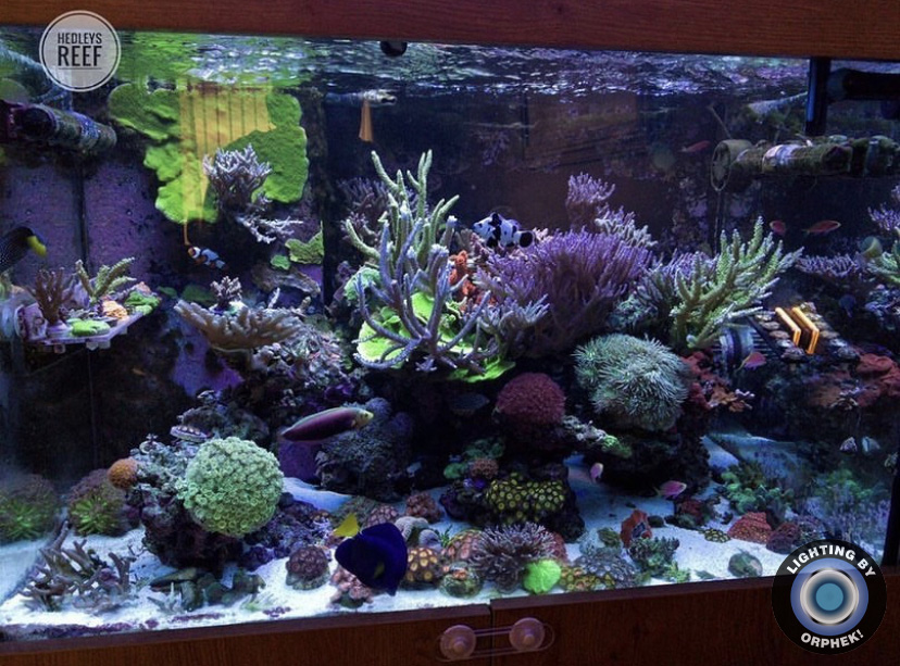 aquário de recife melhores luzes led pop de coral