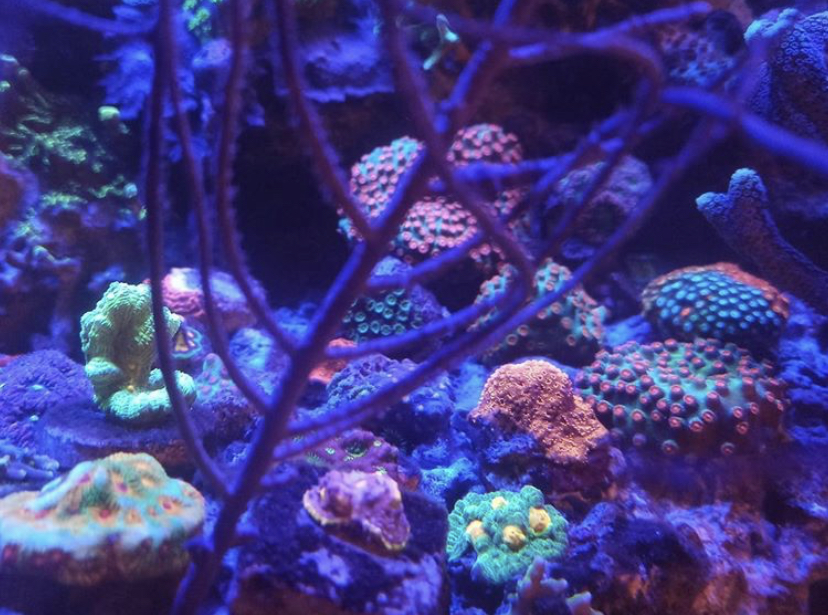 риф кораллы лучший светодиодный бар