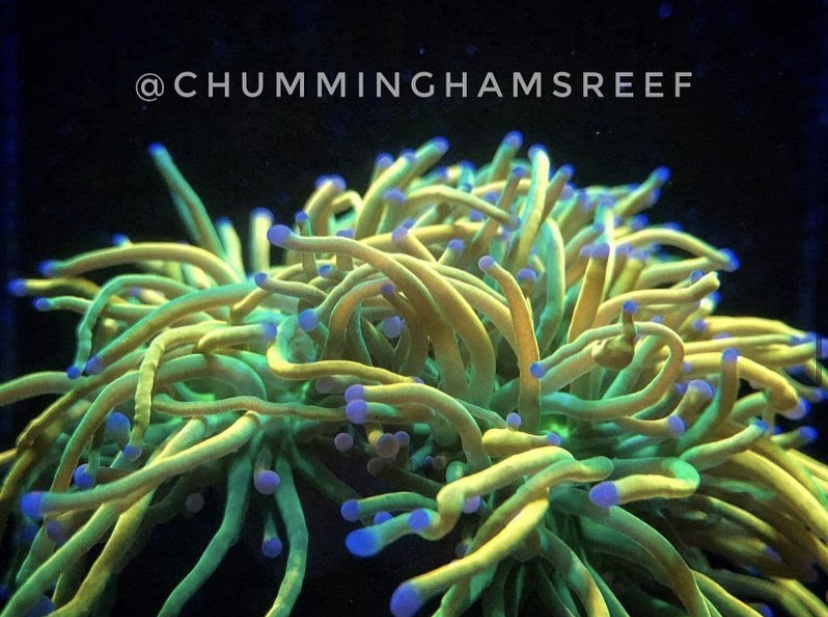 orphek melhor iluminação de crescimento de coral de recife