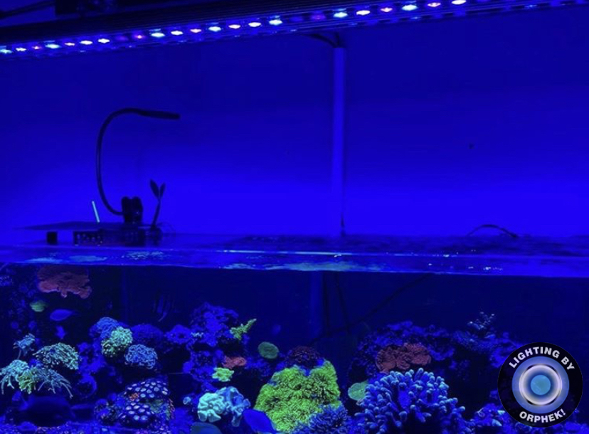 corais marinhos de água salgada melhores luzes