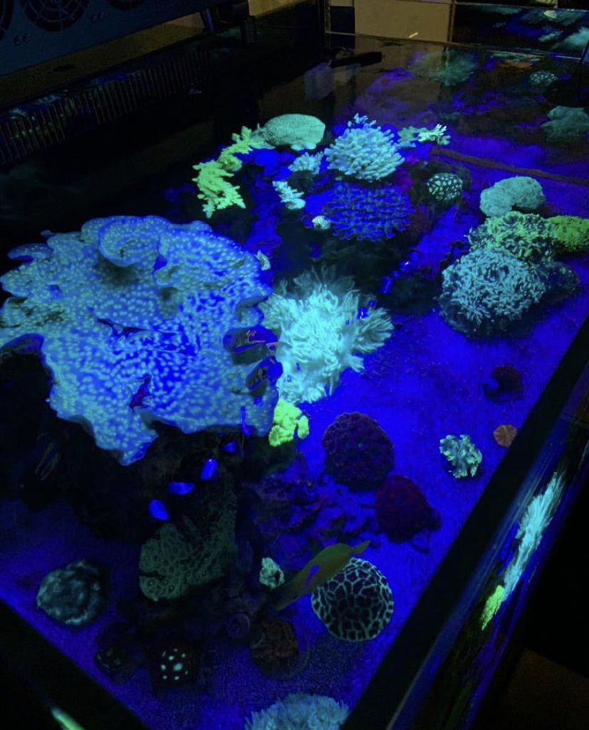 2021 melhor barra led de cultivo de coral