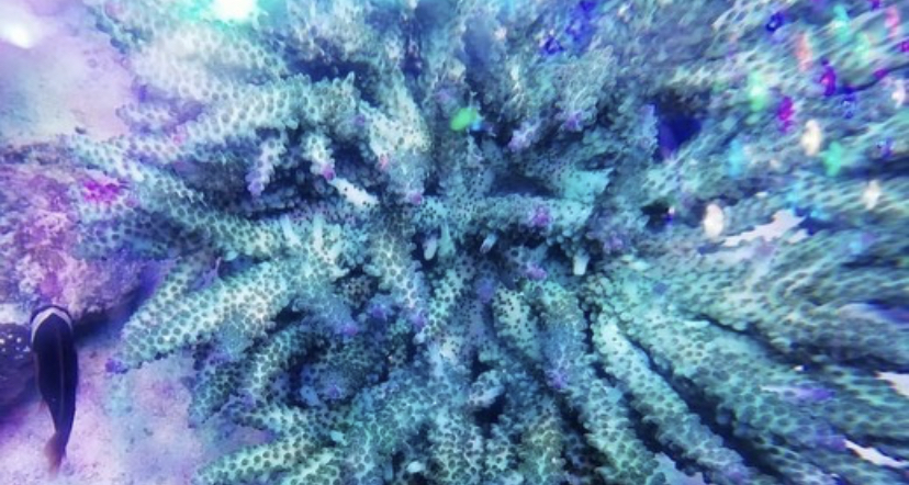 bästa tank korall växande ljus