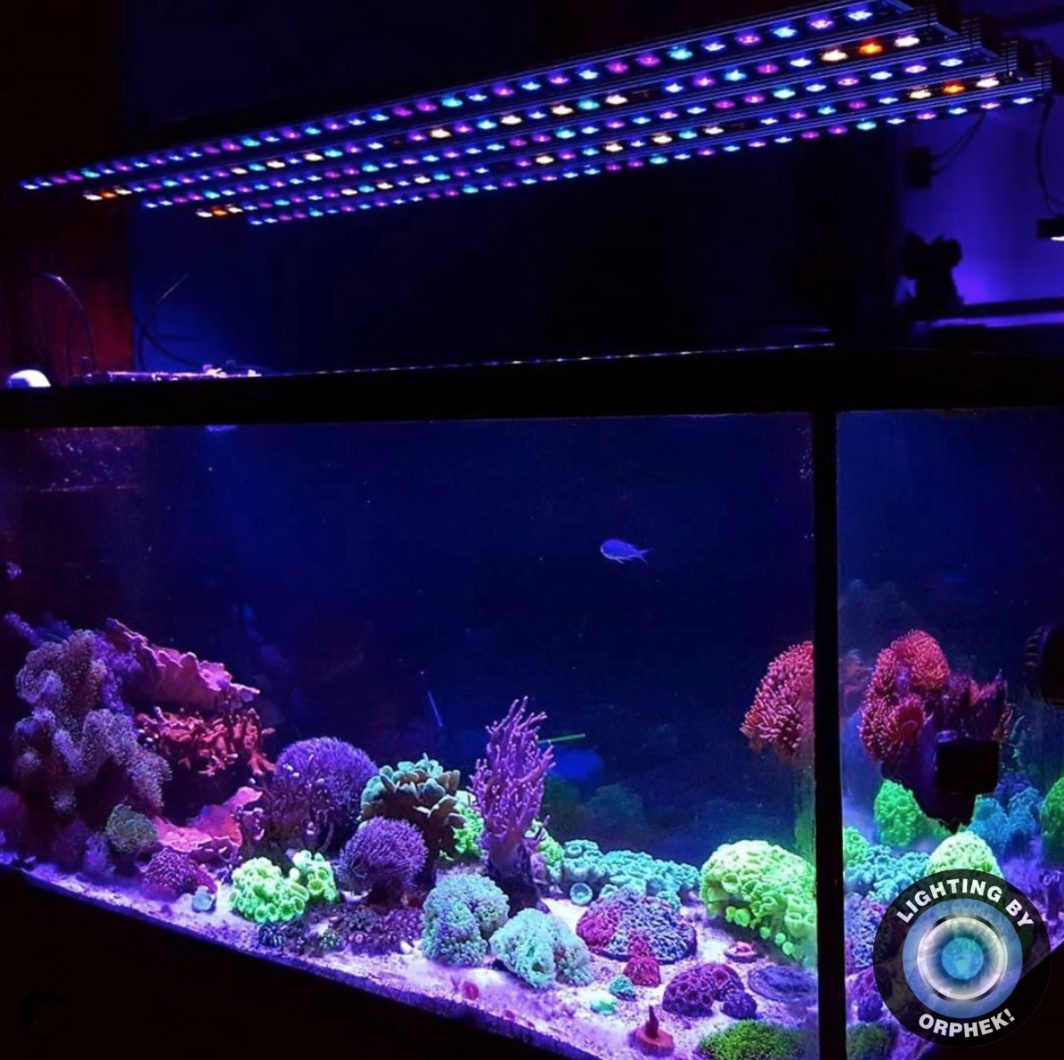 2020 bästa akvarium LED-strip orphek