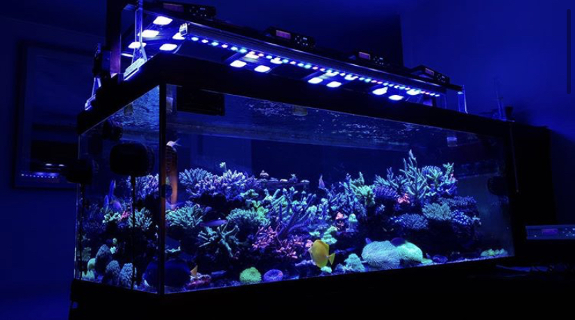 acuario mejor barra led 2021