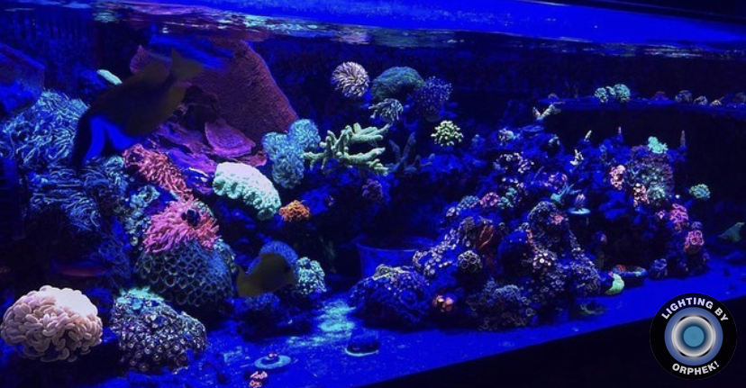 2021 melhores luzes LED pop coral orphek