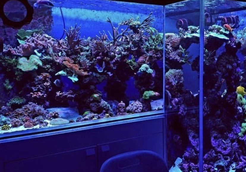 аквариум для выращивания рифов светодиодный светильник orphek