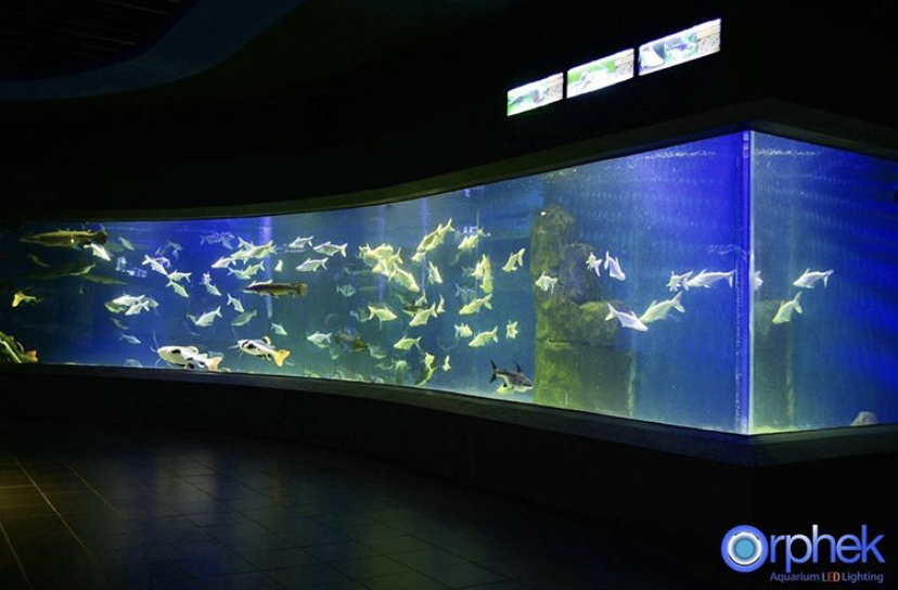 iluminação de aquário de água doce em águas profundas