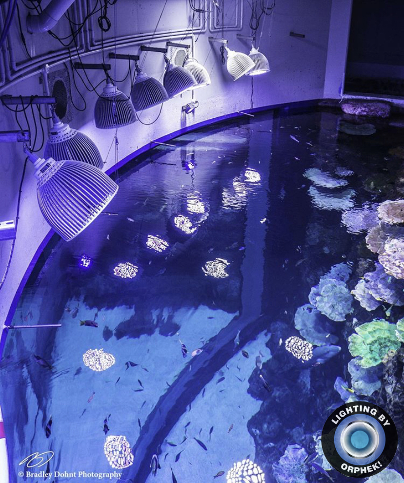 orphek amazonas luz mais forte do aquário 2021