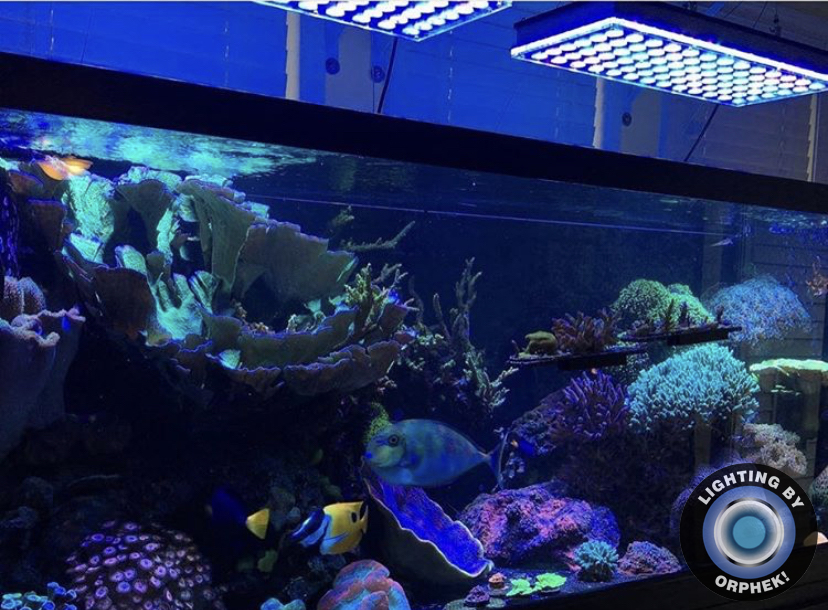 aquário de recife colorido melhor luz led orphek atlantik v4
