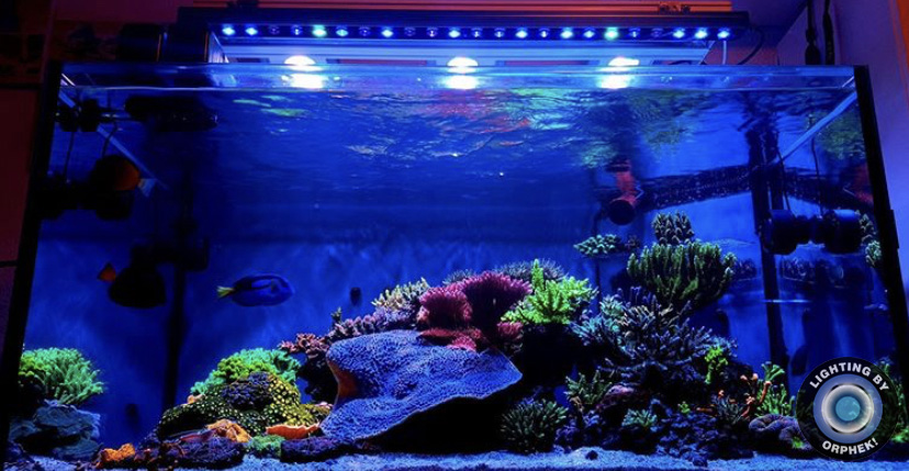 2021 лучший аквариум светодиодный бар Orphek OR3