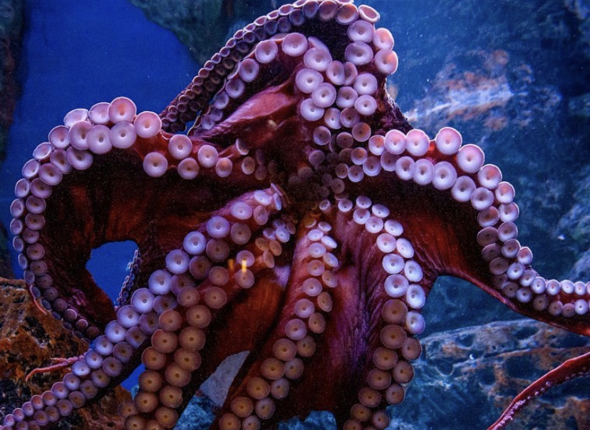 mooie octopus in openbare riftank