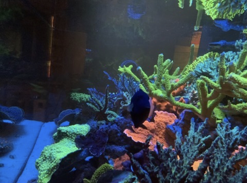 πολύχρωμα κοράλλια αλμυρού υφάλου