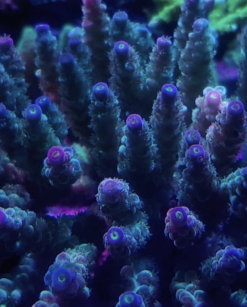 paars sps koraal