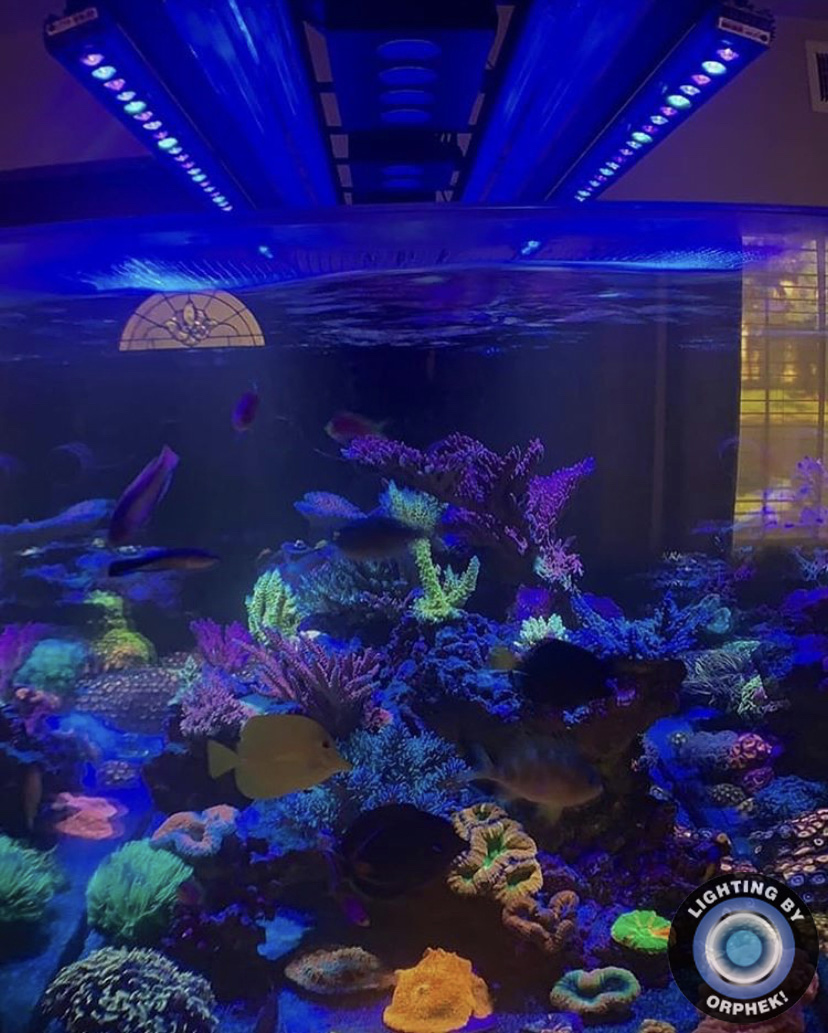 OR3 LED bar best reef light 2021