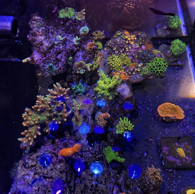 incrível tanque de recife LED coral pop