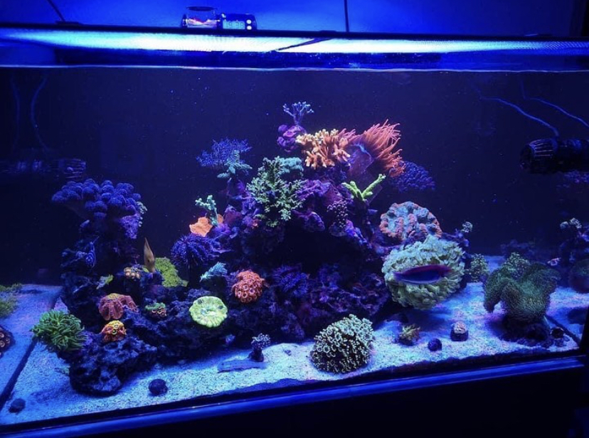 bästa reef coral pop led-belysning 2021