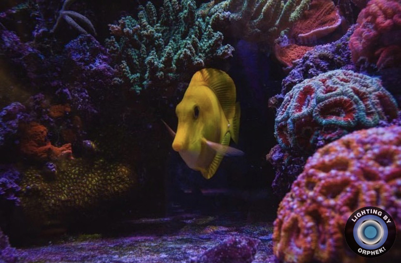 aquário orphek atlantik top reef LED 2021