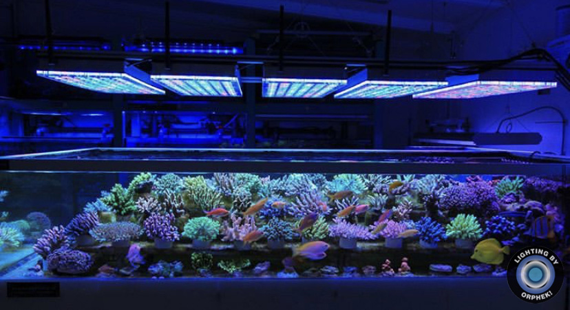 melhor luz LED para cultivo de coral de aquário