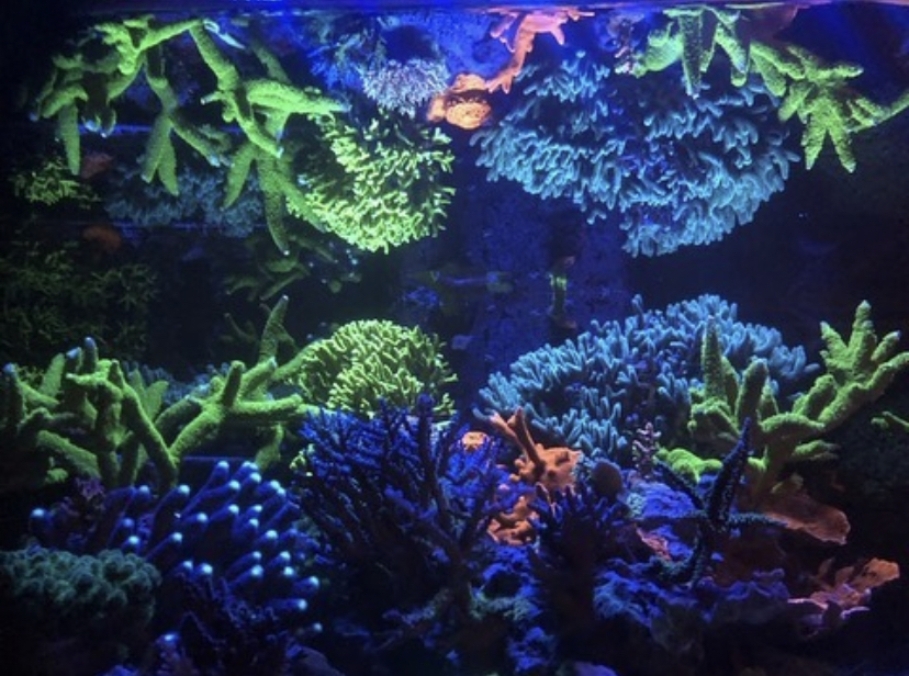 אורות הוביל טנק האלמוגים הטובים ביותר