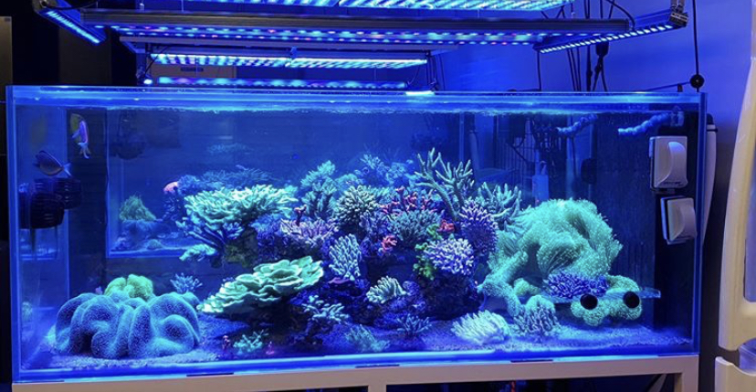 luzes coloridas do tanque de água salgada do recife