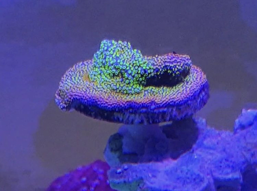 красочный коралловый риф