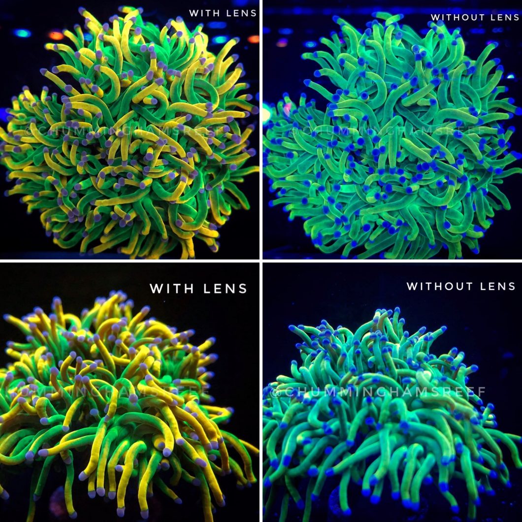 korall-foto-utstillingsvindu-Orphek-objektiv-sett