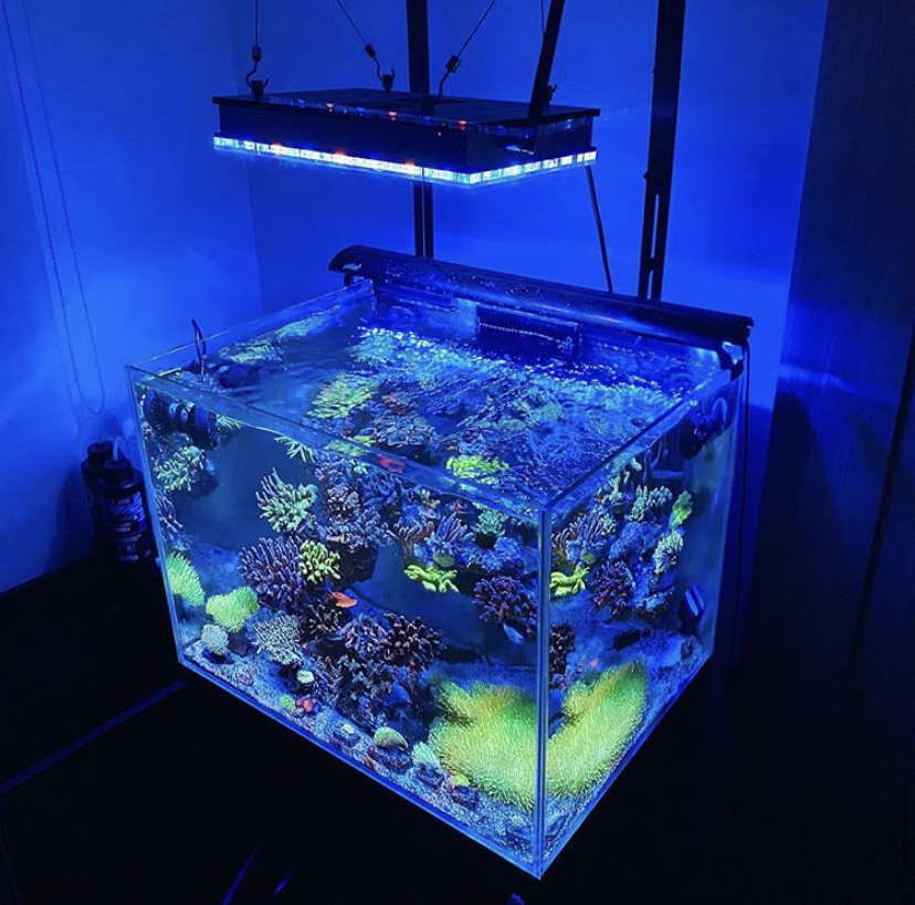 melhor aquário grow light 2021
