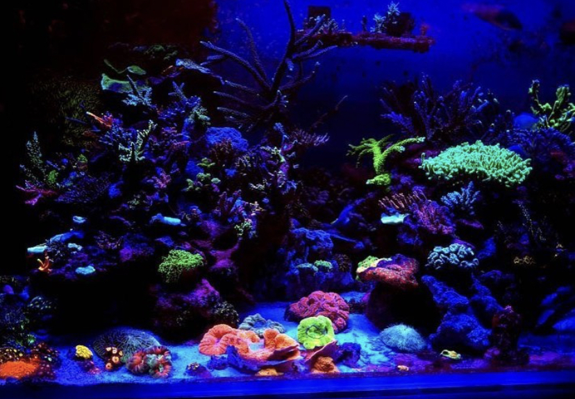 incrível reino de recife de tanques