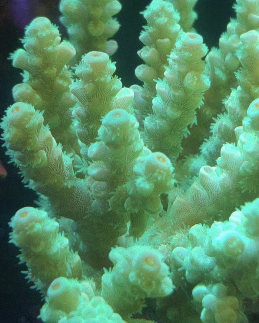 желтый sps коралл
