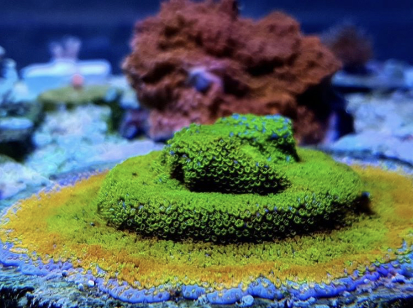 2021 танк коралла растут светодиодные фонари