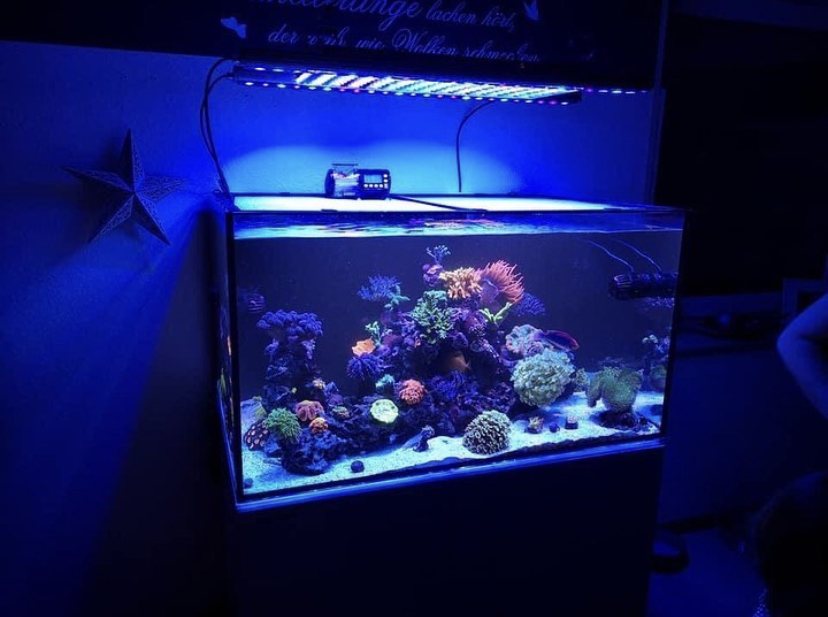 top akvarium korall växande belysning