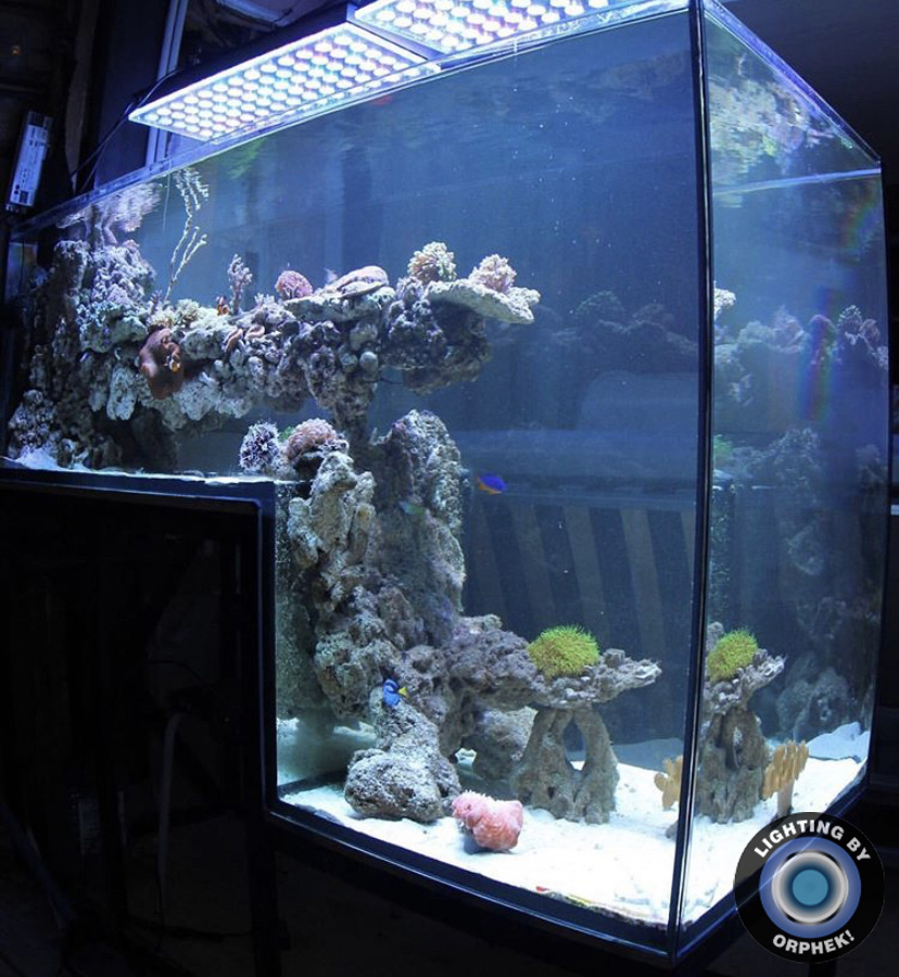 acquario di barriera corallina incredibile illuminazione a led pop corallo
