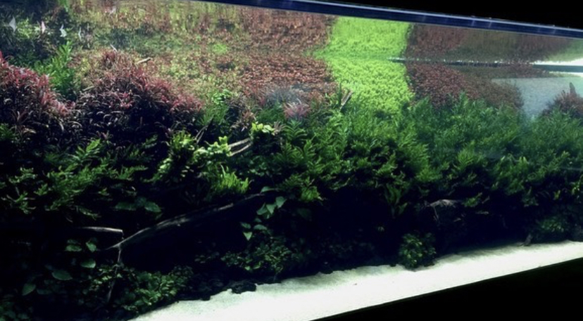 prachtig openbaar beplant aquarium
