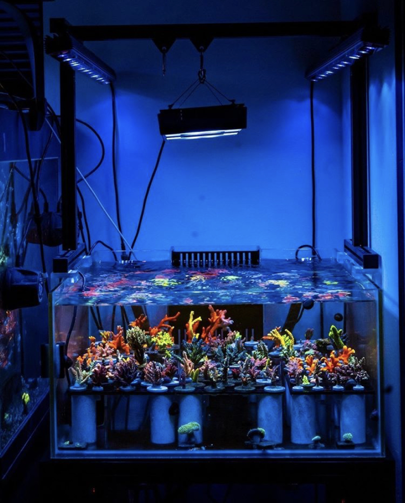 Luzes de aquário com crescimento mais rápido de coral 2021