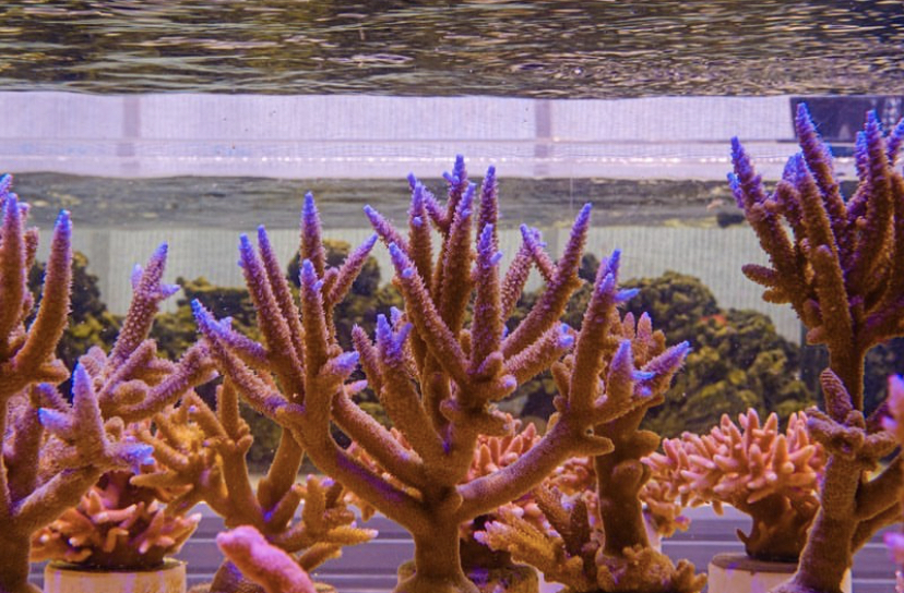 terumbu karang akuarium berwarna-warni
