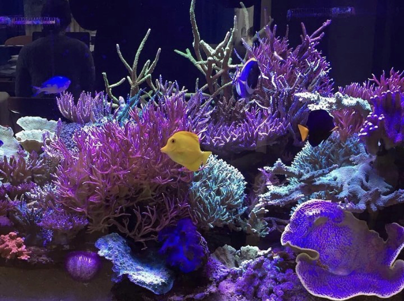 Лучшая светодиодная лампа для выращивания кораллов в 2021 году orphek