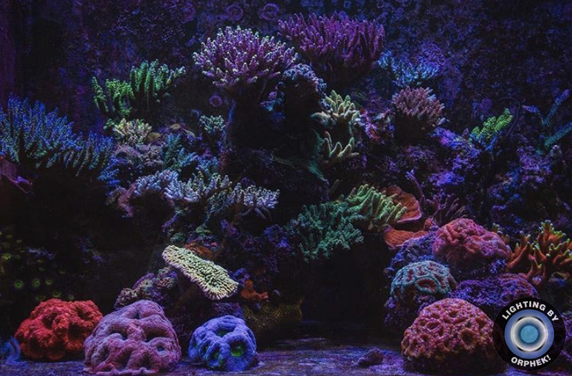 rev akvarium korall pop belysning